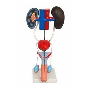 66fit Male Urogenital System - Gymless